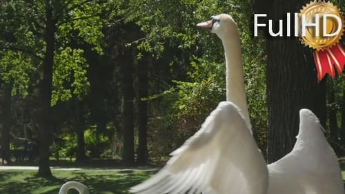 Weiße Vogelschwäne laufen an einer grünen Wiese vorbei