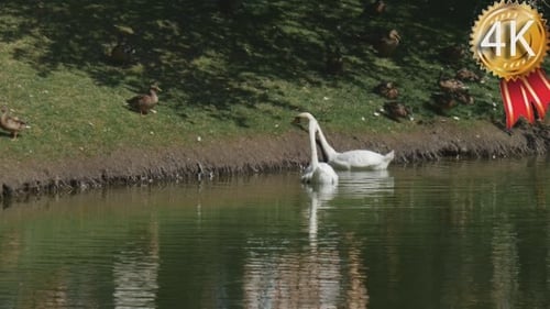 Swan Lake Speckled Ducks Walking by Green Meadow