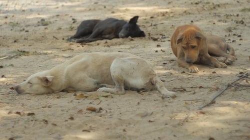Dogs