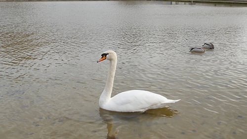 Schwan schwimmt mit Enten