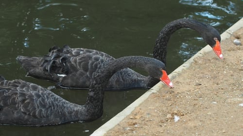 Elegant Black Swans Swimming Peacefully in Pond