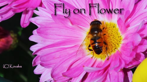 Insect Foraging on a Pink Flower