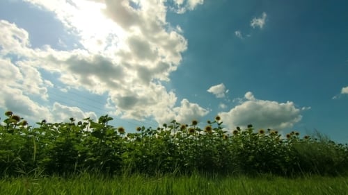 Sonnenblumen in einem Feld Im Hintergrund bewegen sich