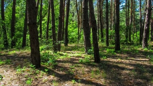 Arbres dans la forêt de conifères, l'ombre des pins