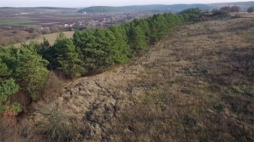 Flight Over The Forest