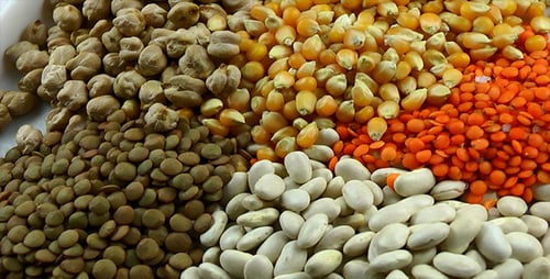 Assorted Lentils, Beans, and Corn Kernels Close Up