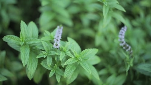 Fresh Mint Herb
