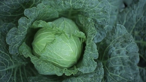 Cabbage In The Garden