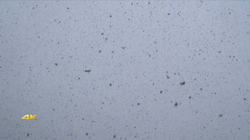 Gentle Snow Falling in Winter