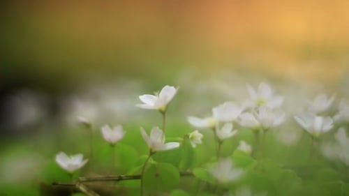 Flowering From Sunny Day