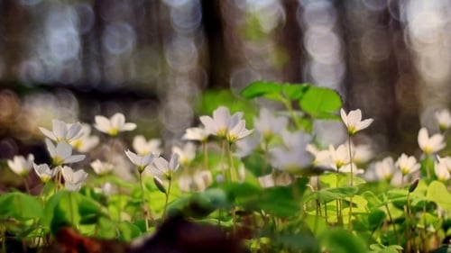 Floraison d'un jour ensoleillé