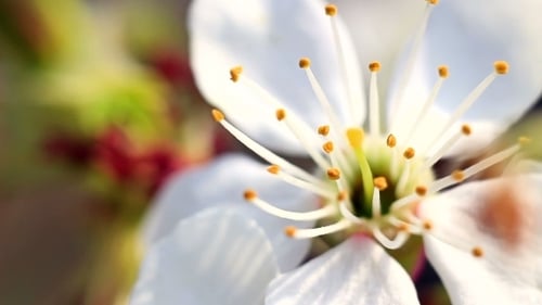 Floraison de printemps des arbres fruitiers