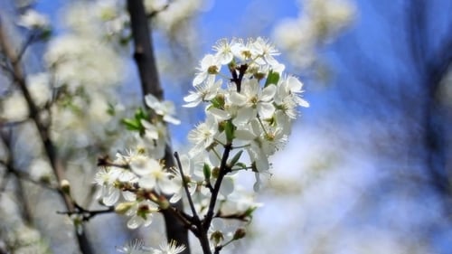 Spring Flowering Of Fruit Trees