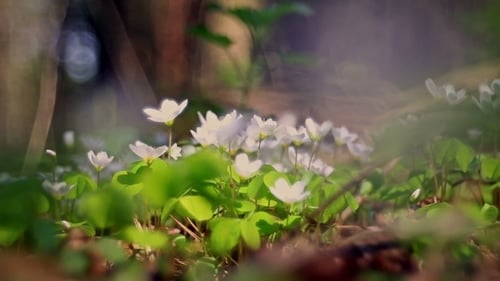 Flowering From Sunny Day