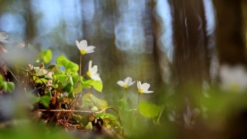 Floraison d'un jour ensoleillé