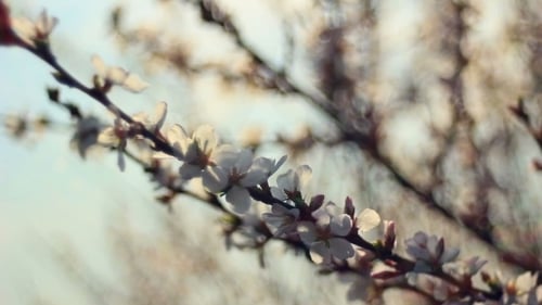 Spring Flowering Of Fruit Trees