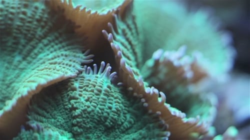 Vibrant Coral Reef Close-Up