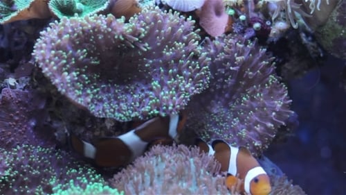 Clownfish Swimming Among Purple and Green Coral