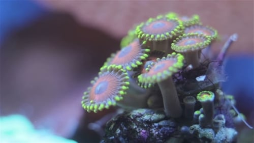Mesmerizing Colorful Zoanthid Coral Close Up