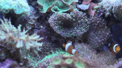 Clownfish Swimming among Colorful Coral Reef