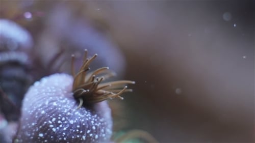 Purple Coral Swaying Gently Underwater
