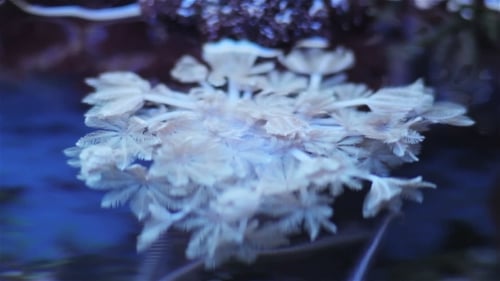 White Soft Coral Gently Sways Underwater