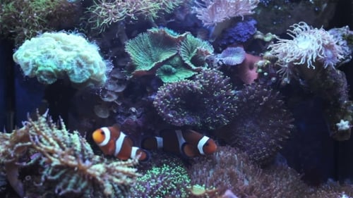 Clownfish Swimming Among Colorful Coral Reef