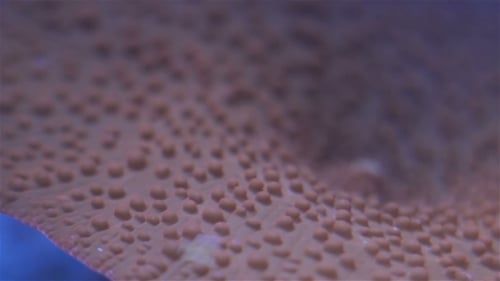 Close Up of Vibrant Coral in Tropical Waters