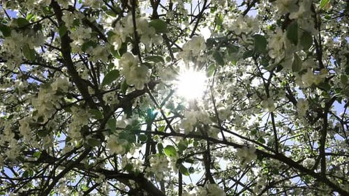 Blossoming Apple Tree On A Spring Sunny Day