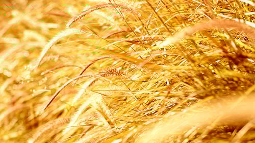 Golden Wheat Grass Swaying in the Evening Light