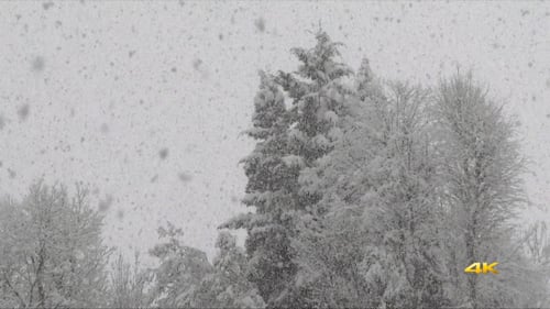 Snow Falls Gently On Winter Trees
