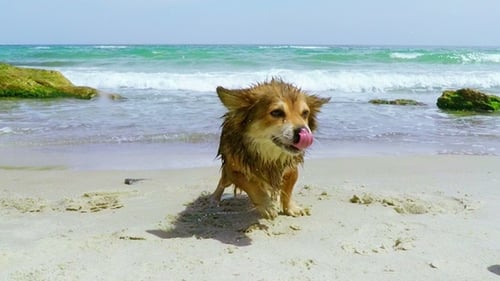 Dog Shaking off Water