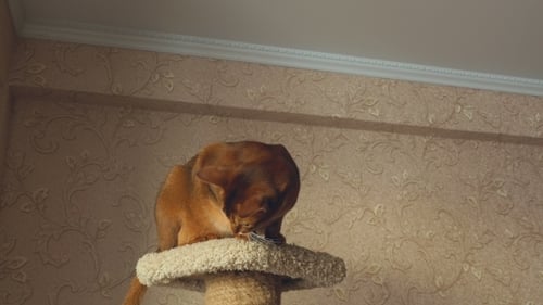 Abyssinian Cat Playing
