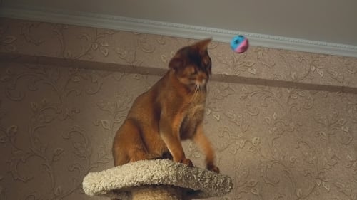 Abyssinian Cat Playing