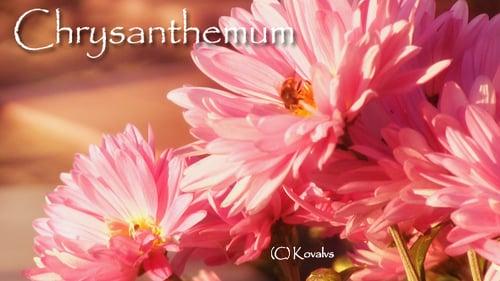 Pink Flowers with Bee in Natural Sunlight