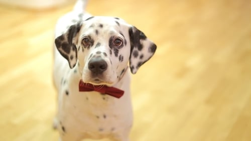 Dog Breed Dalmatian Dog Looking At The Camera