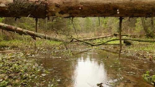 Fallen Tree over the Forest Creek