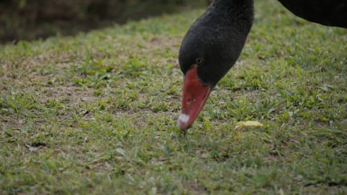 Gans
