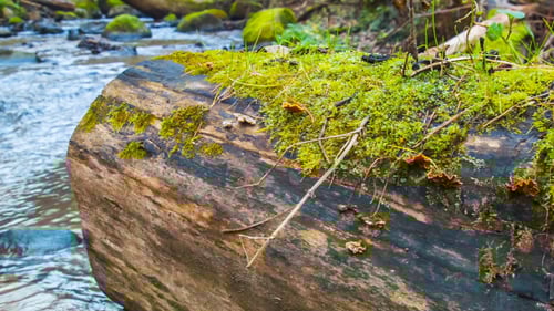 Mossy Log Along Flowing Stream