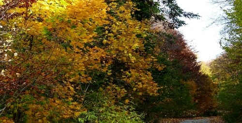 Autumn Forest