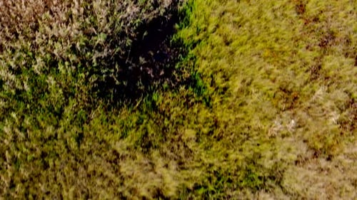 Top view on the wetlands swamp