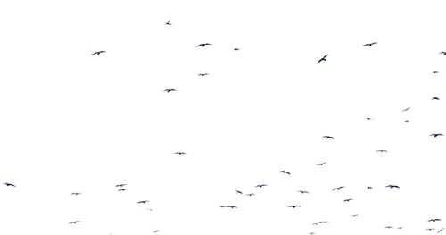 Schwarm der Vögel