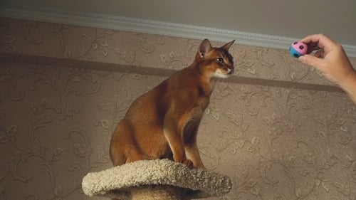 Abyssinian Cat Playing