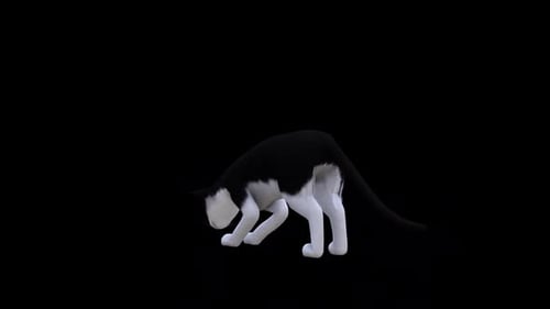 Schwarz-Weiß-Katzen-Rückseitenansicht