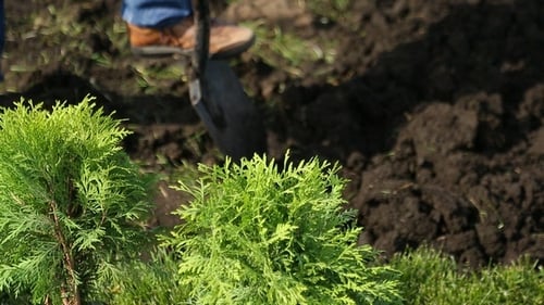 Gardener Planting Beautiful Shrubs in Rural Setting