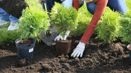 Group Plants Green Trees in Garden Together
