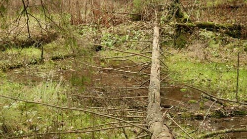 Fallen Tree through the River