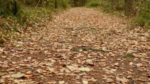 On the Autumn Forest Ground