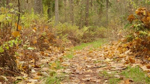 Autumn Trail in the Forest