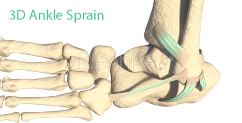 Human Foot Anatomy Skin to Skeleton 3D Animation